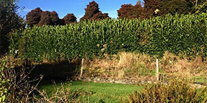 Landscape Design Devon