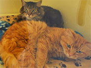Devon Catteries