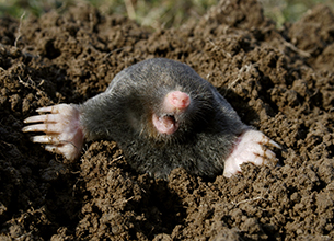 Pest Control Devon