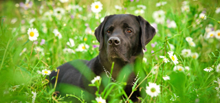 Behavioural Therapy Devon