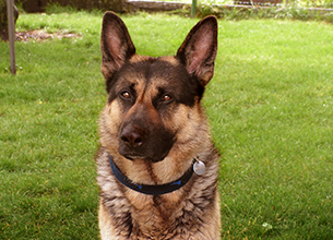 Kennels Devon